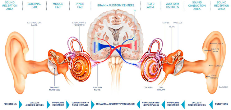 auditory nerve diagram